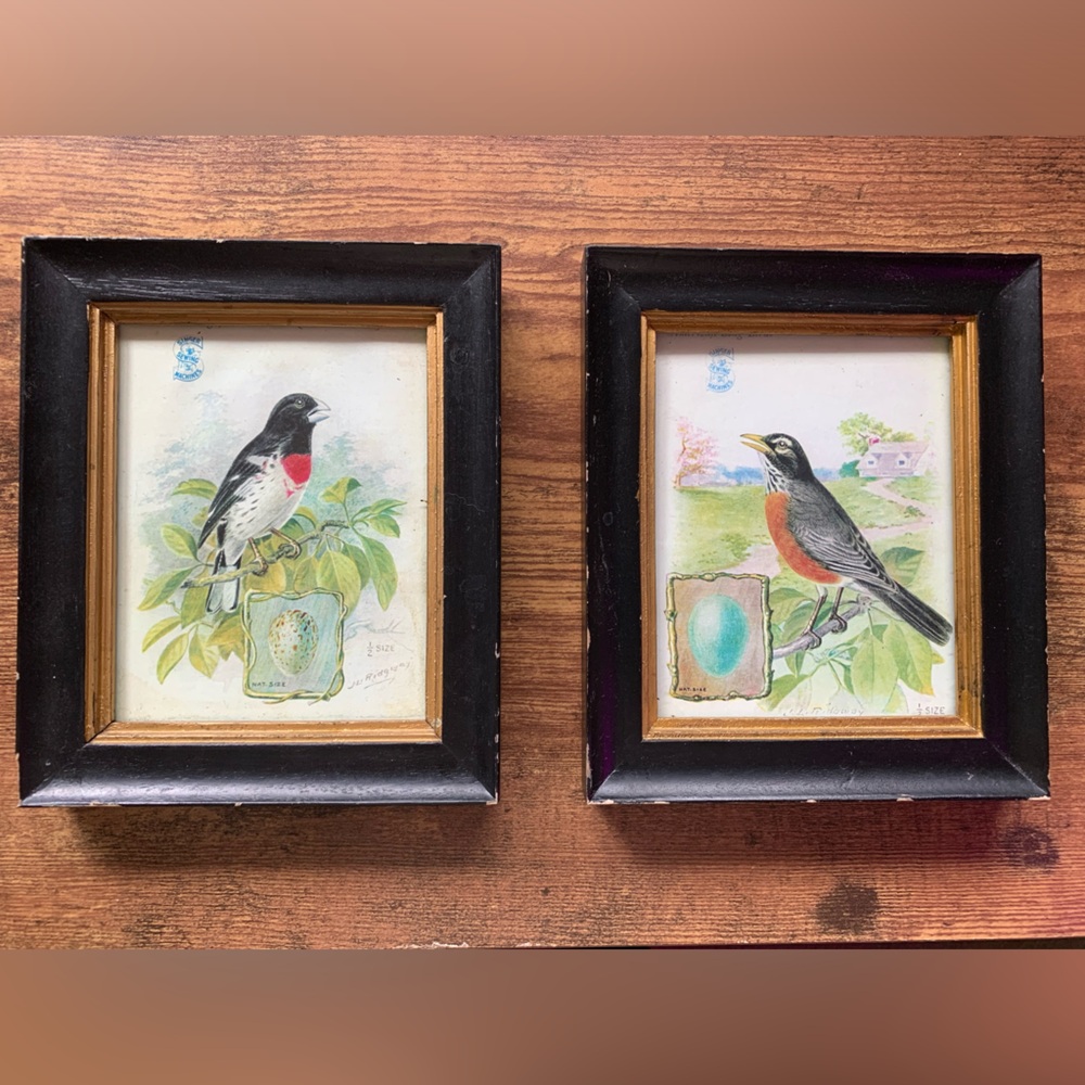 Shabby chic/vintage look Framed bird art